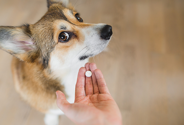 Irreführende Werbung Hundegelenktabletten