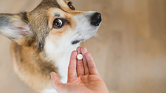 Irreführende Werbung Hundegelenktabletten